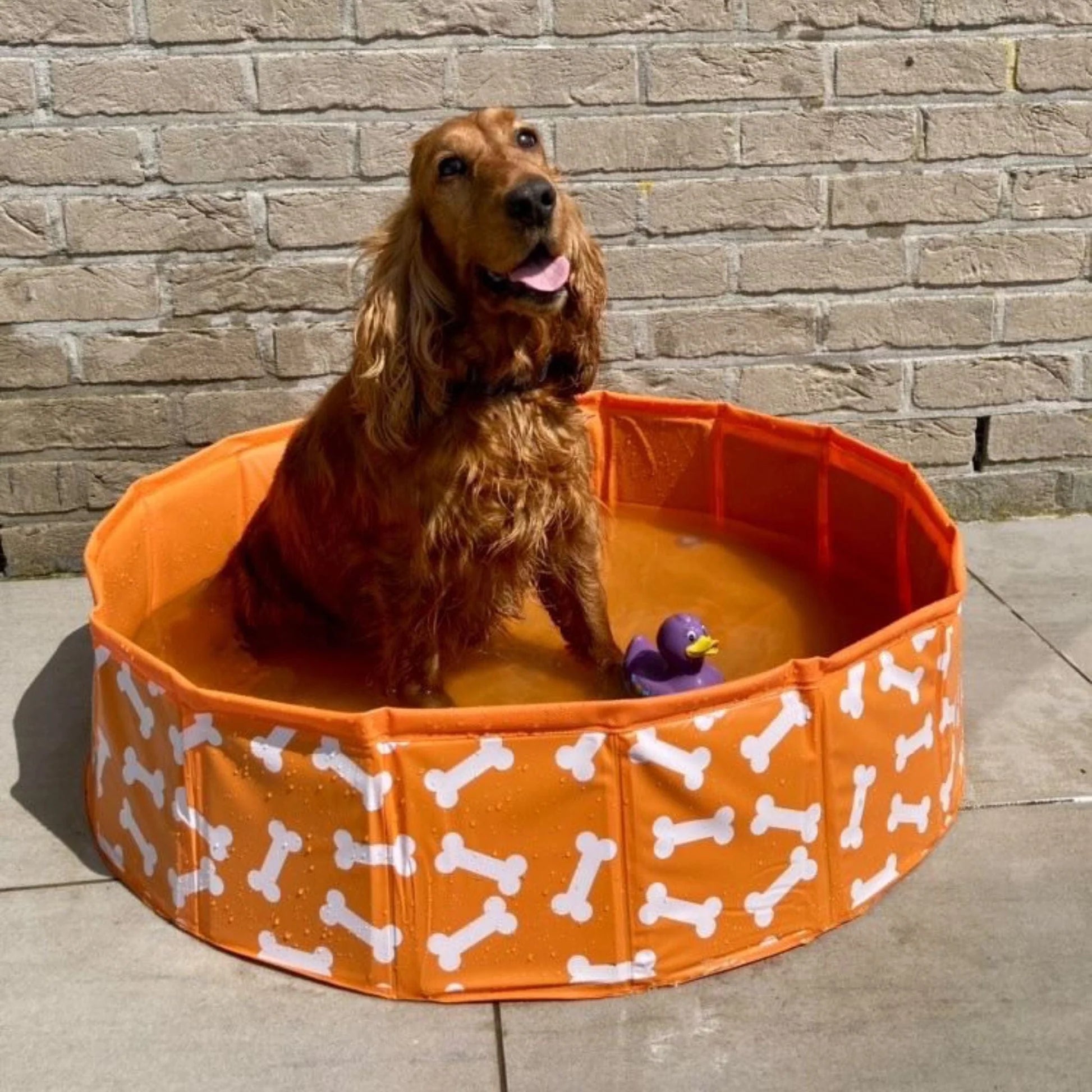 Swim Essentials - Bonebash | Piscina per Cani Arancione Ø 80 cm
