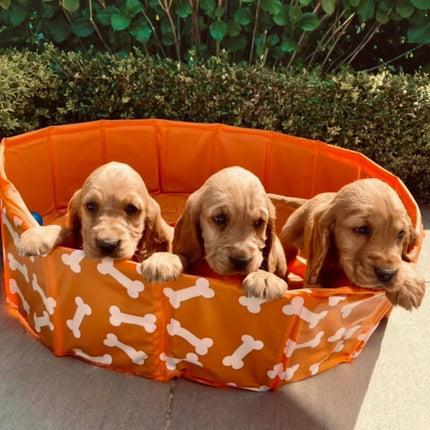 Swim Essentials - Bonebash | Oranje Honden Zwembad Ø 80 cm