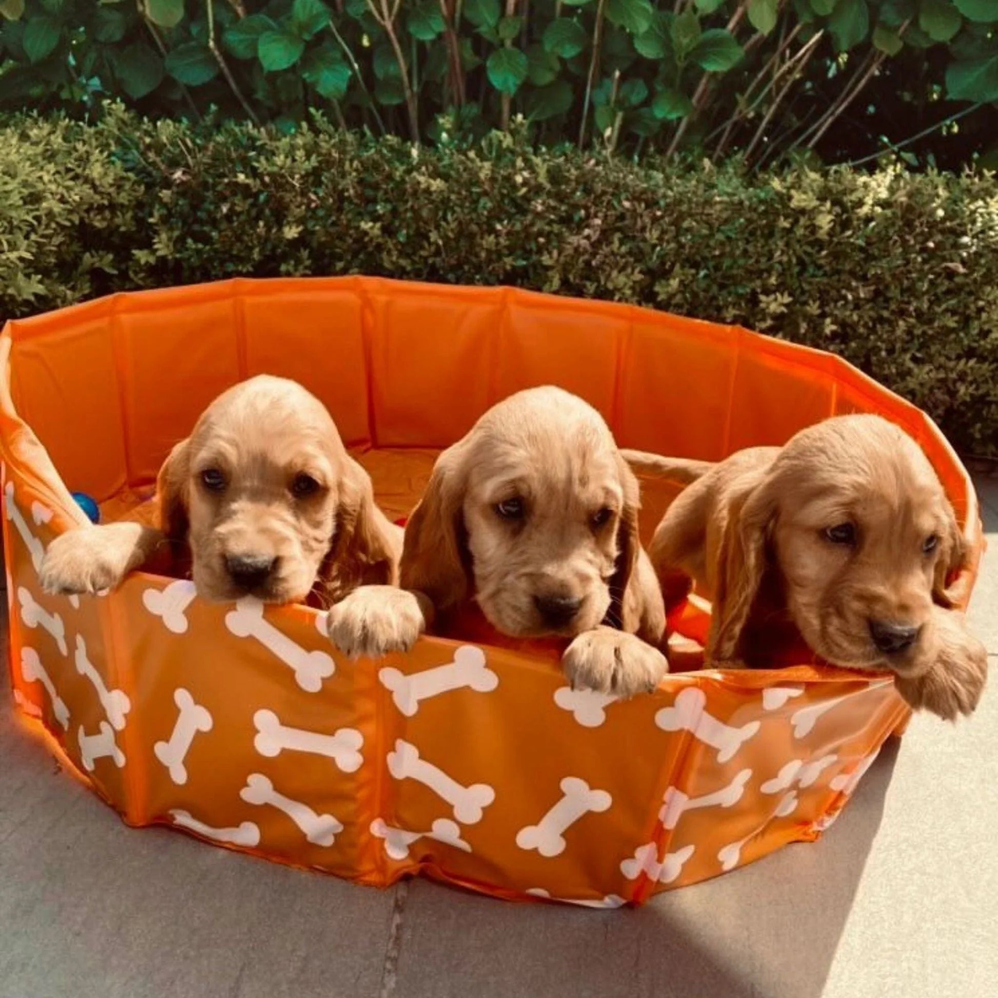 Swim Essentials - Bonebash | Oranje Honden Zwembad Ø 80 cm - Azzura Pool