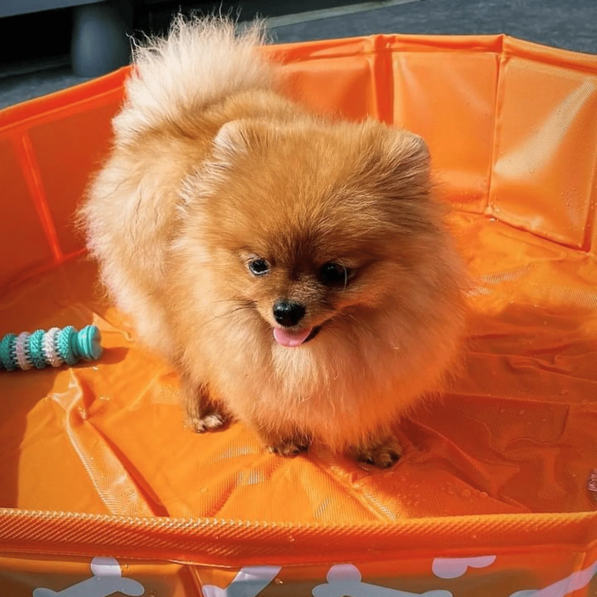 Swim Essentials - Bonebash | Oranje Honden Zwembad Ø 80 cm - Azzura Pool