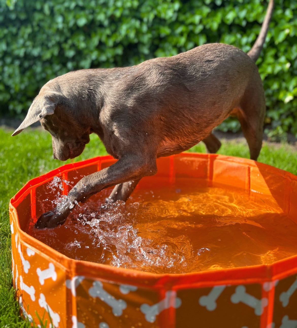 Swim Essentials - Bonebash | Oranje Honden Zwembad Ø 80 cm - Azzura Pool